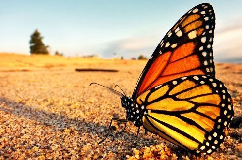 Creating Realities:  Butterfly Dreaming